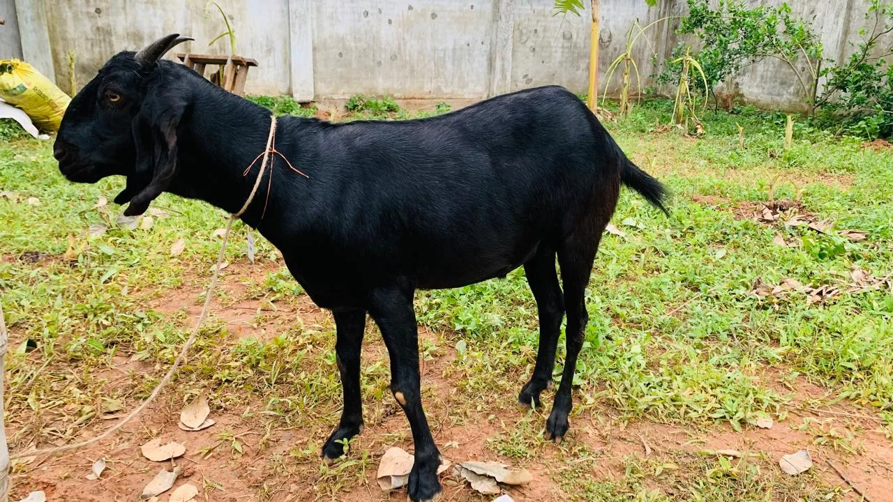 দেশী  ছাগল (18.4KG) 